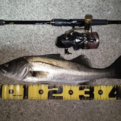 極小バイト1回のみ…