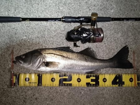 極小バイト1回のみ…