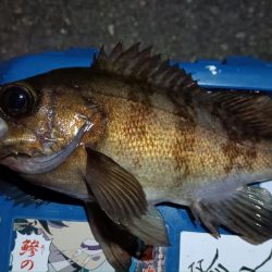 2024/02/04 南港ライトゲーム釣行 (ロックフィッシュ狙い)