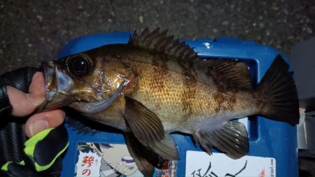 2024/02/04 南港ライトゲーム釣行…