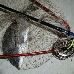 2024/02/07 南港ヘチ釣り釣行