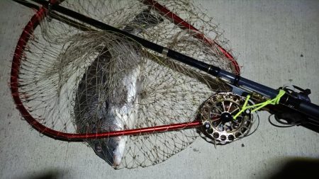 2024/02/07 南港ヘチ釣り釣行