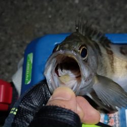 2024/02/08 南港ライトゲーム釣行 (ロックフィッシュ狙い)