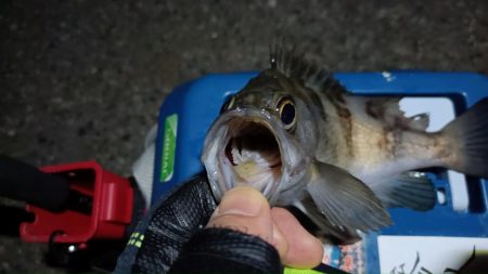 2024/02/08 南港ライトゲーム釣行 (ロックフィッシュ狙い)