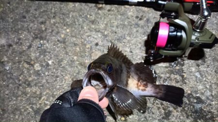 2024/02/09 南港ライトゲーム釣行 (ロックフィッシュ狙い)