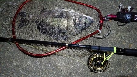 2024/02/10 南港ヘチ釣り釣行