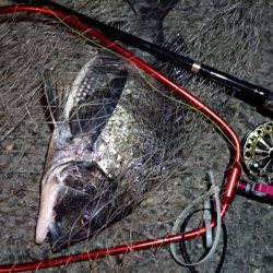 2024/02/16 南港ヘチ釣り釣行 (歳無し釣果有り!)