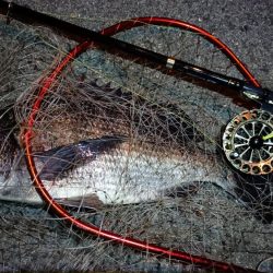 2024/02/17 南港ヘチ釣り釣行 (歳無し釣果有り2!)