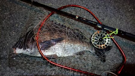 2024/02/17 南港ヘチ釣り釣行 (歳無し釣果有り2!)