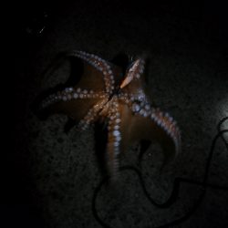 🐙３分でデカタコ🐙