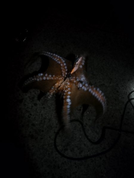 🐙３分でデカタコ🐙