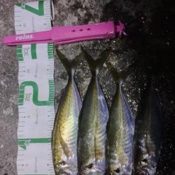 渋いアジング…