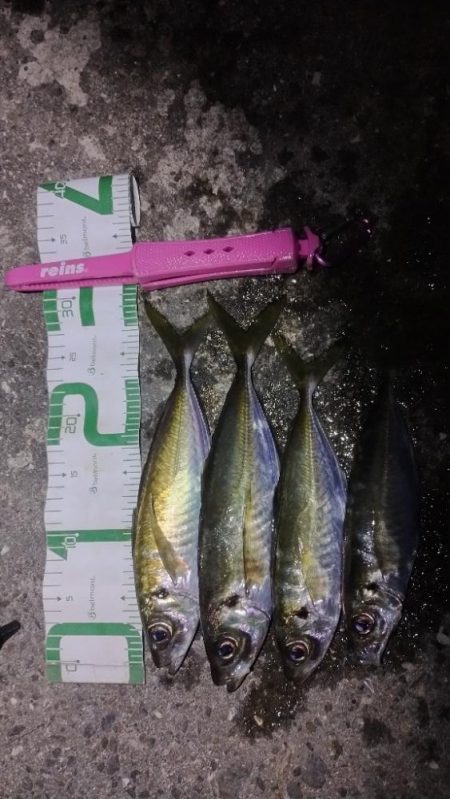 渋いアジング…