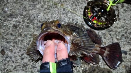 2024/02/23 南港ヘチ釣り釣行