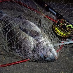 2024/02/25 南港ヘチ釣り釣行