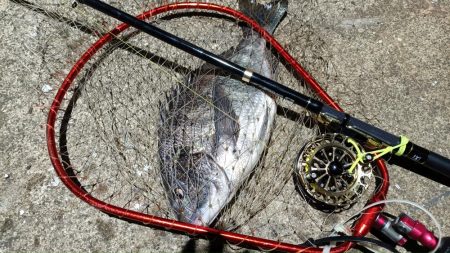 2024/02/28 南港ヘチ釣り釣行