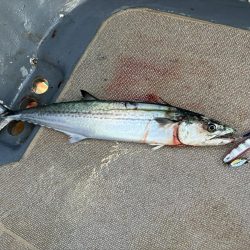 ジギング船でハマチ爆釣、サワラ、アオハタも