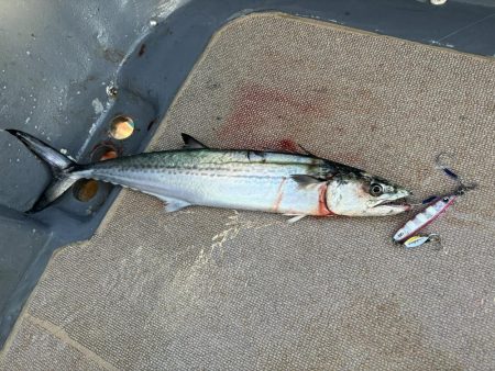 ジギング船でハマチ爆釣、サワラ、アオハタも