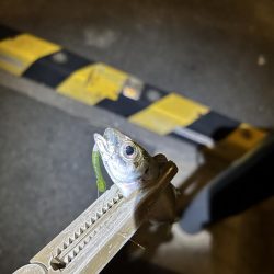 仕事帰りのちょこっとアジング②