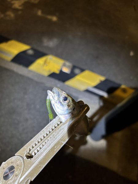 仕事帰りのちょこっとアジング②