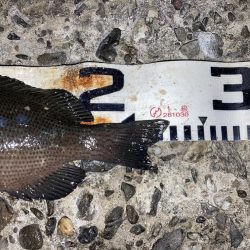 まぐれの寒グレ