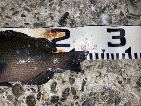 まぐれの寒グレ