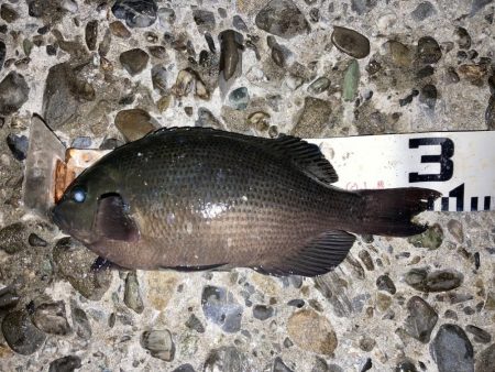 寒グレゲット！