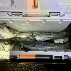 エビ撒きでハネ