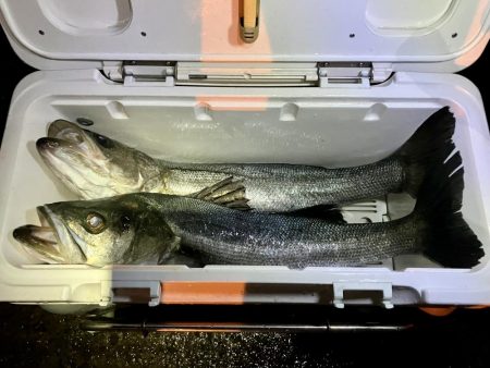 エビ撒きでハネ