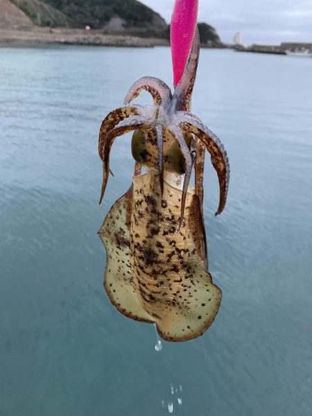 ほんとに2月ですか？