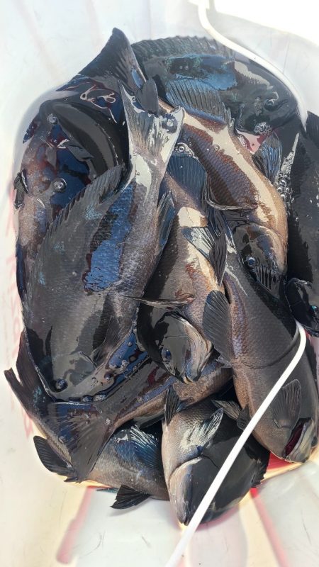 和歌山市江（吉丸渡船）でグレ釣り(1日目）…