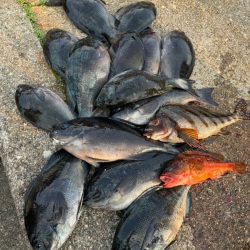 和歌山市江（吉丸渡船）でグレ釣り(2日目）