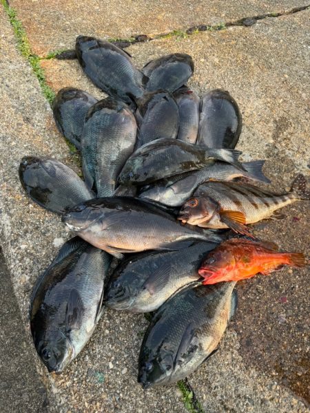 和歌山市江（吉丸渡船）でグレ釣り(2日目）