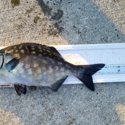 和歌山市江(吉丸渡船)でグレ釣り