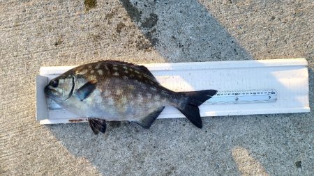 和歌山市江(吉丸渡船)でグレ釣り