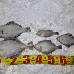 道内カレイついに本格化！？ホッケとカレイが爆釣する！！