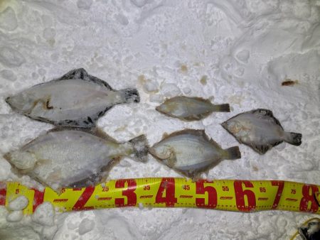 道内カレイついに本格化！？ホッケとカレイが爆釣する！！