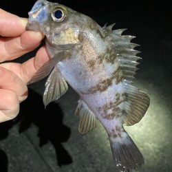 明石でメバリング