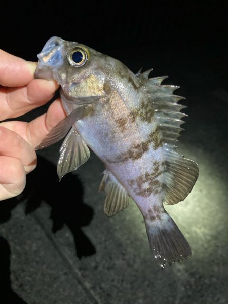 明石でメバリング