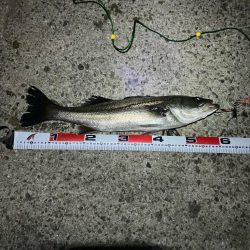 エビ撒きでハネ