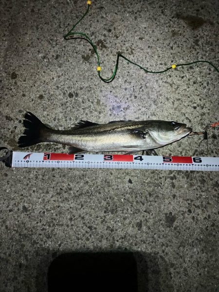 エビ撒きでハネ