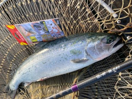 海上釣堀サーモン筏☆