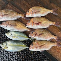 あなたに逢い鯛釣り堀　夕まずめコース