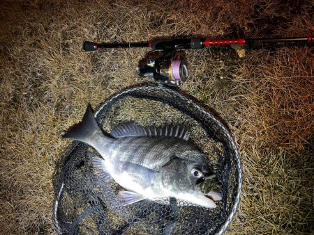 バチ抜けシーバス