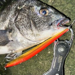 シーバスかと思ったらチヌだった件について