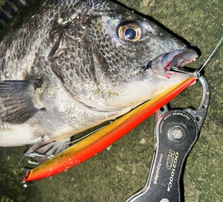 シーバスかと思ったらチヌだった件について