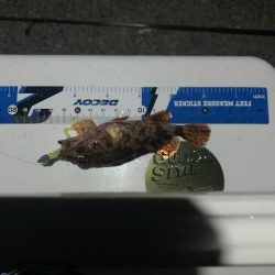 アジングに行ったのですが