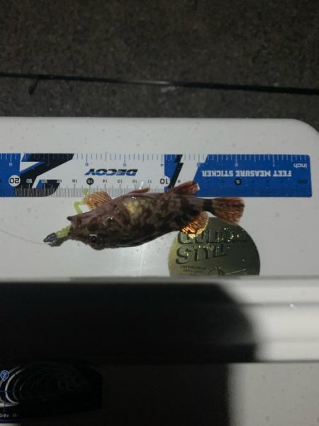 アジングに行ったのですが