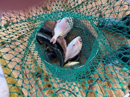 海上釣り堀　傳八屋