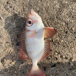 2024ライトゲーム第5戦